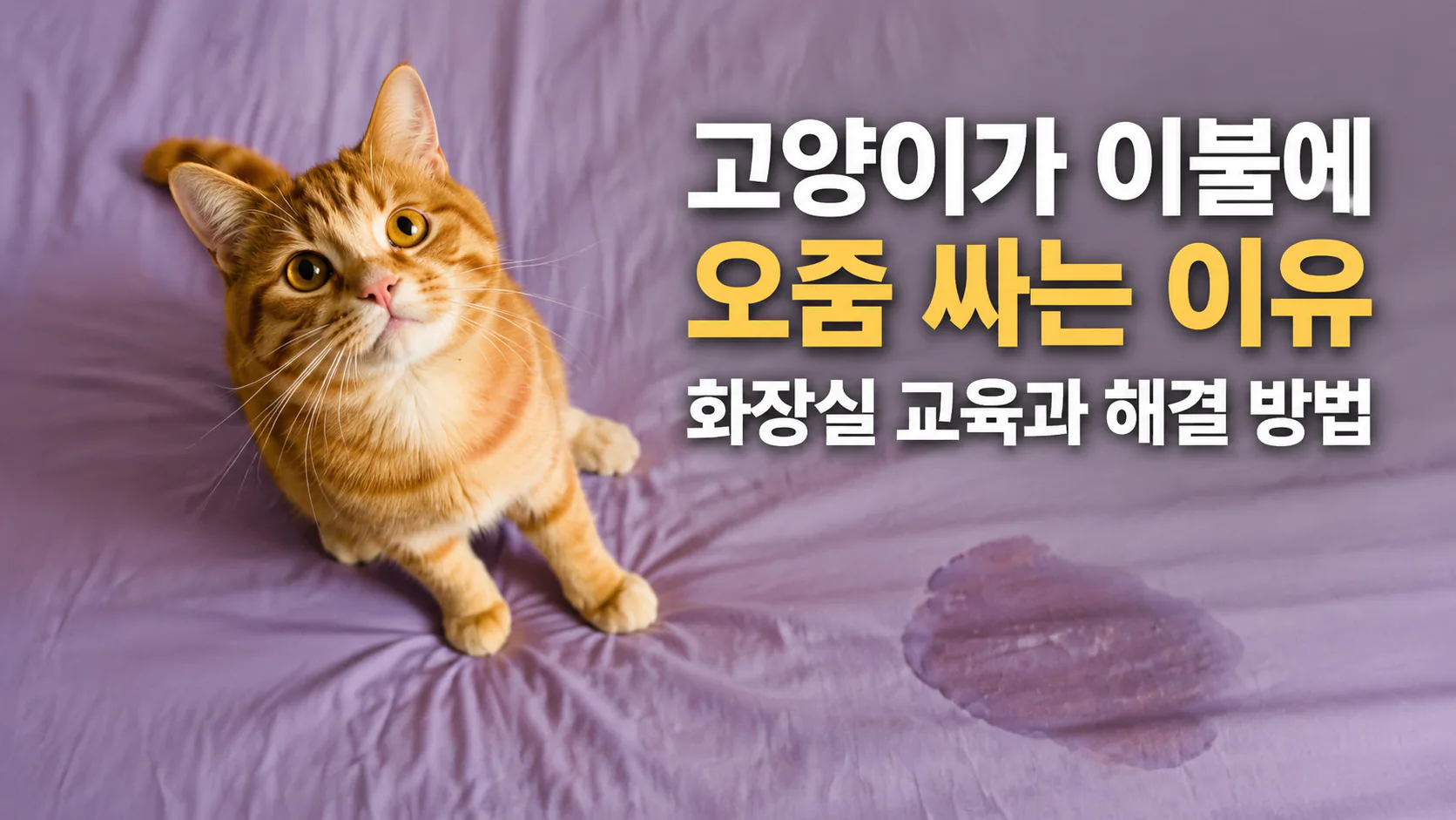고양이가 이불에 오줌 싸는 이유 화장실 교육과 해결 방법